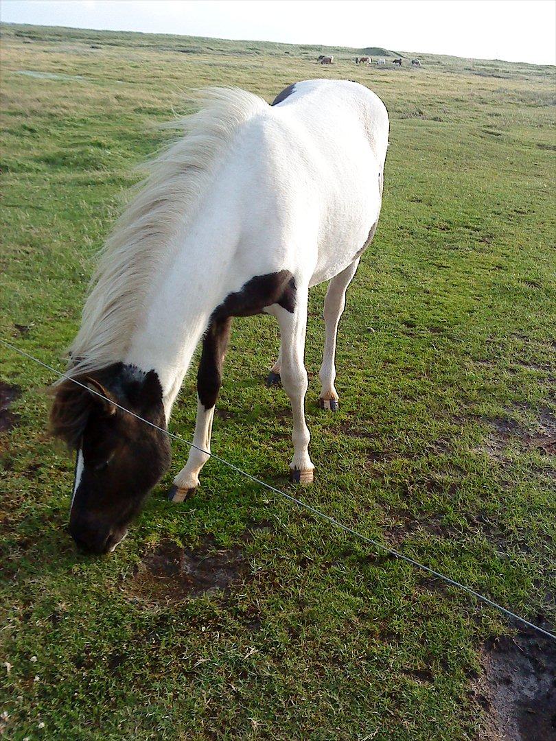 Islænder Kylja fra Vestmose billede 5