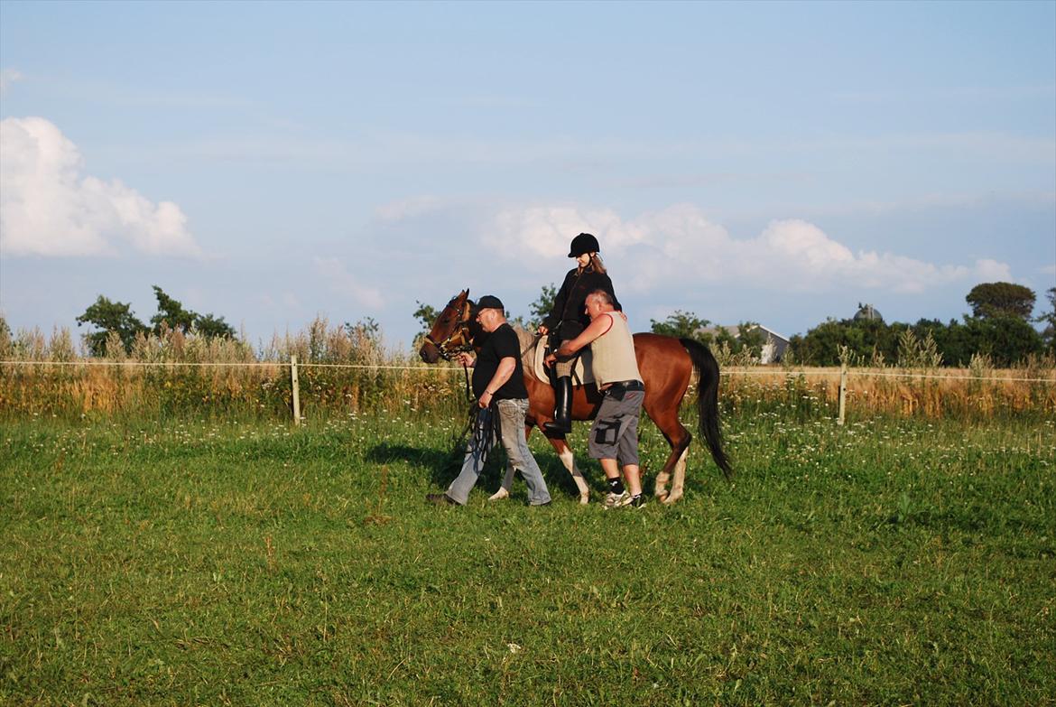 Amerikansk Paint Pony sjip misty blue billede 9