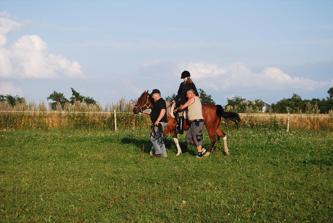 Amerikansk Paint Pony sjip misty blue billede 10