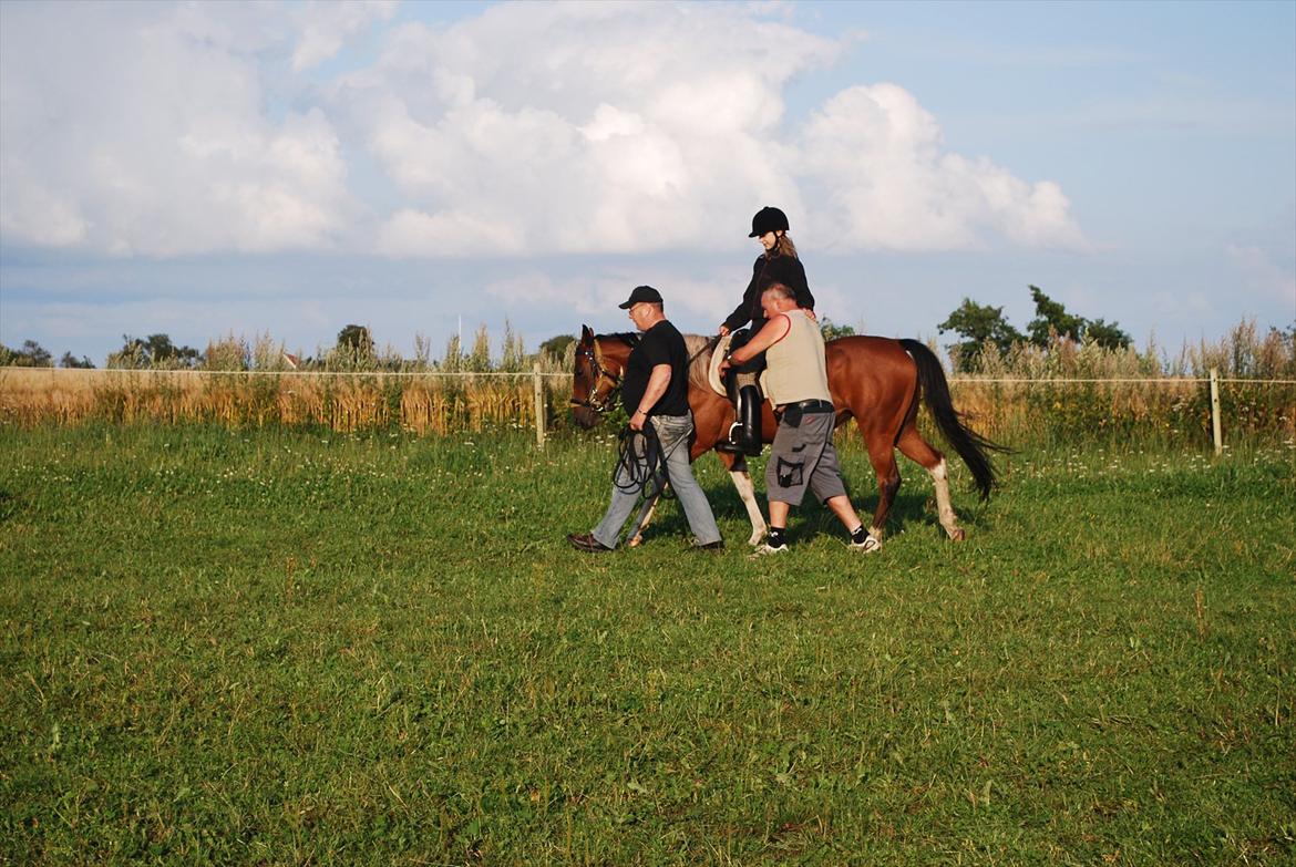Amerikansk Paint Pony sjip misty blue billede 11