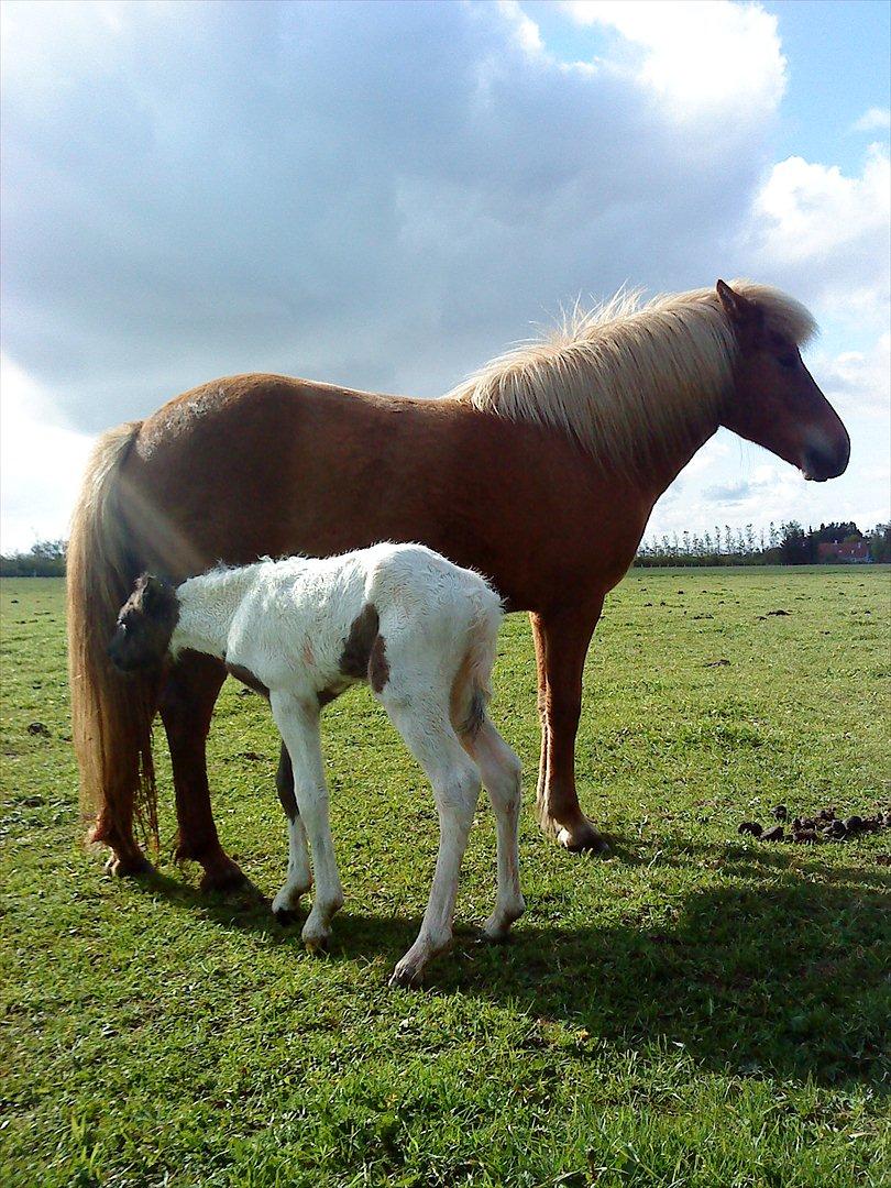 Islænder Kylja fra Vestmose - Smukt solskinsvejr den 26/5-2010, den dag lille Kylja kom til verden. Det var en stor dag for 2 stolte "mødre" :0) billede 20
