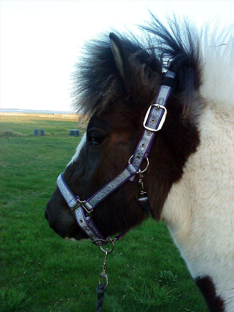 Islænder Kylja fra Vestmose - Lidt for lille til sin nye grime :0) billede 9