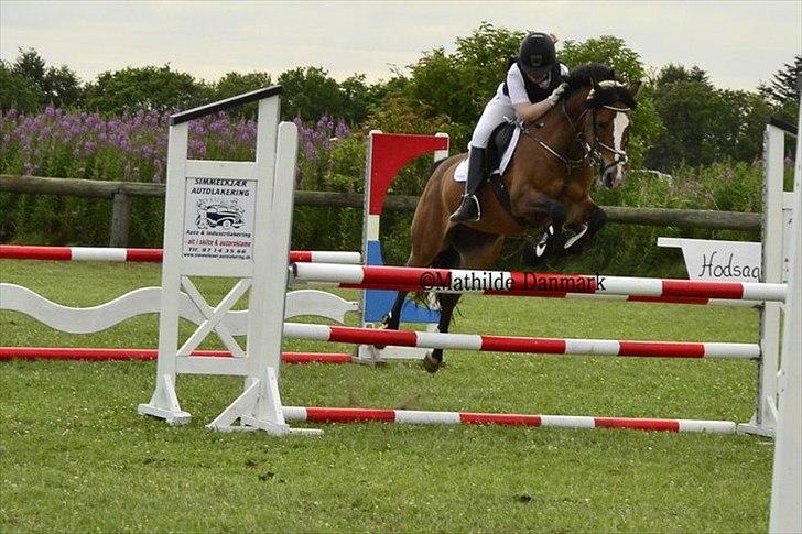 Belgisk Sportspony * Donna Van Stevenshof * - Super star  billede 5