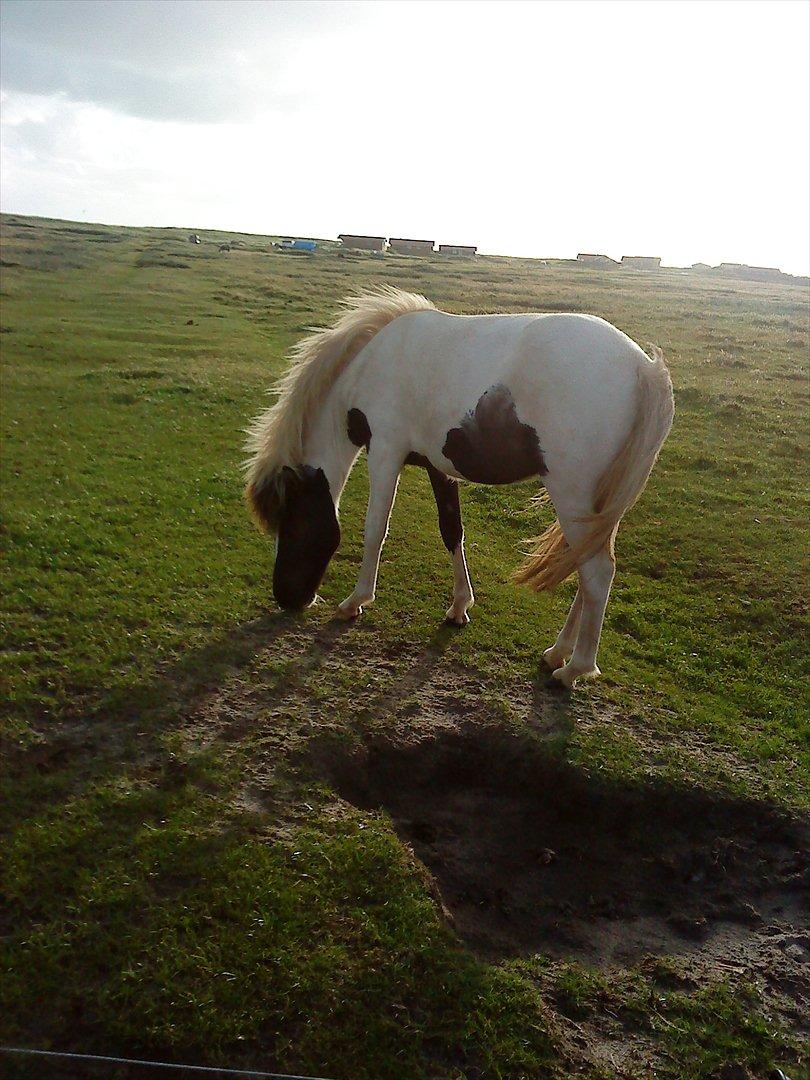 Islænder Kylja fra Vestmose billede 6