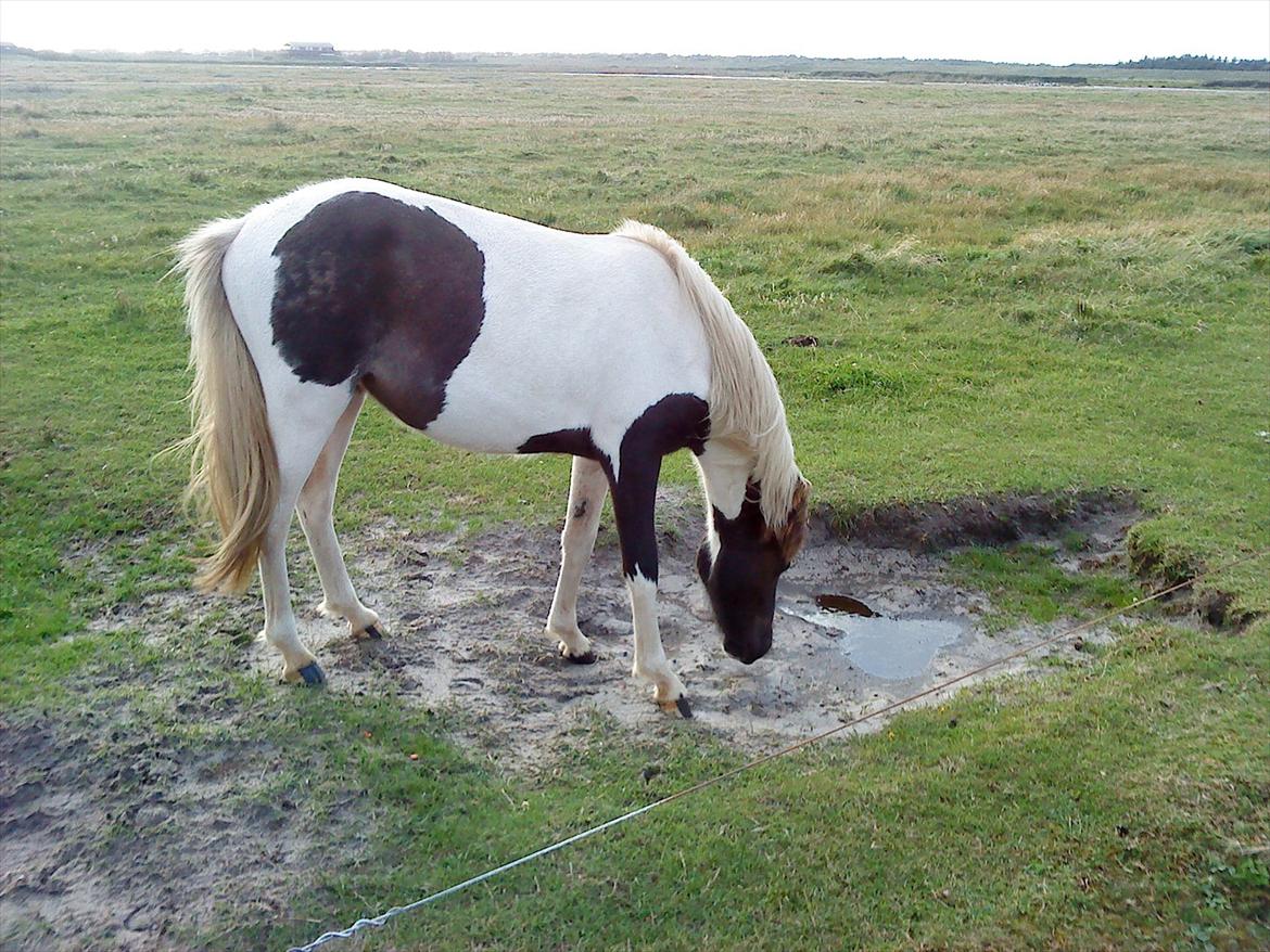 Islænder Kylja fra Vestmose - Alting skal undersøges :0) billede 7