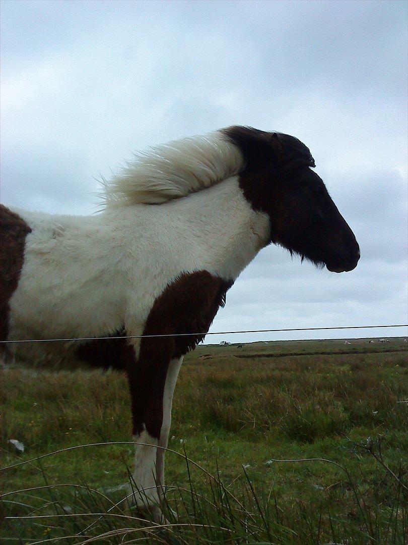 Islænder Kylja fra Vestmose - Sus i sejlene i vestjylland.... billede 4