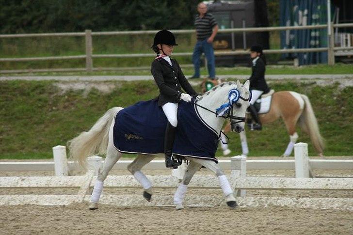 Welsh Pony (sec B) Black Beauty A-pony SOLGT <3 :,( - æresrundte ! :D  billede 3