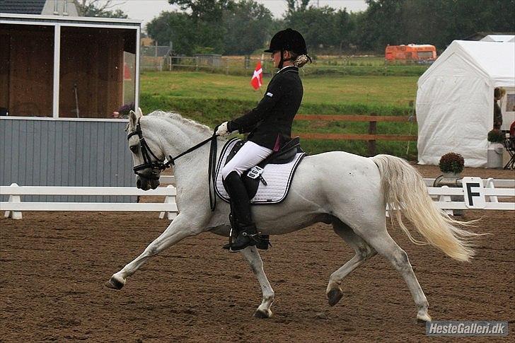 Welsh Pony (sec B) Black Beauty A-pony SOLGT <3 :,( - AAGS landsstævne 2011
la3 71% og fik 73% af international dommer altså a-dommer der hedder hans shristian matthisen :D lidt sejt var :D <3       foto: Laura Bogut billede 4