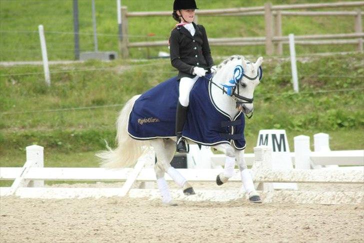 Welsh Pony (sec B) Black Beauty A-pony SOLGT <3 :,( - æresrundte ! :D  billede 5