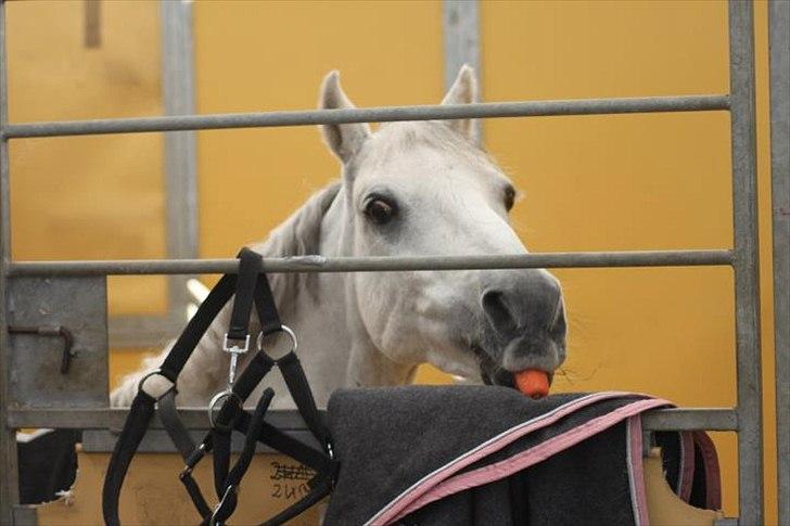 Welsh Pony (sec B) Black Beauty A-pony SOLGT <3 :,( - lille budi der har fortjent en gulerød efter alle 3 dages ridt med rosetter og + medalje :D !  billede 6