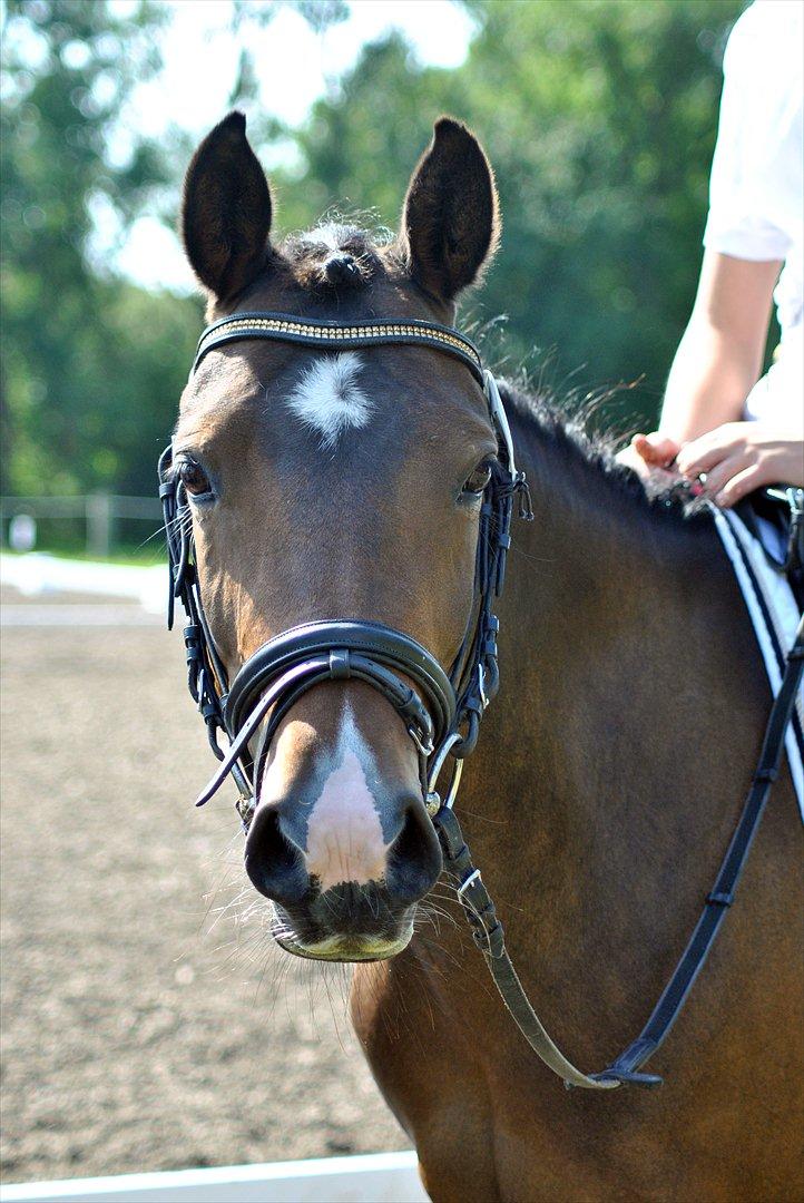 Anden særlig race Troldegårdens Bailey  - Bailey <3 
Stævne på Bels LB3 billede 1