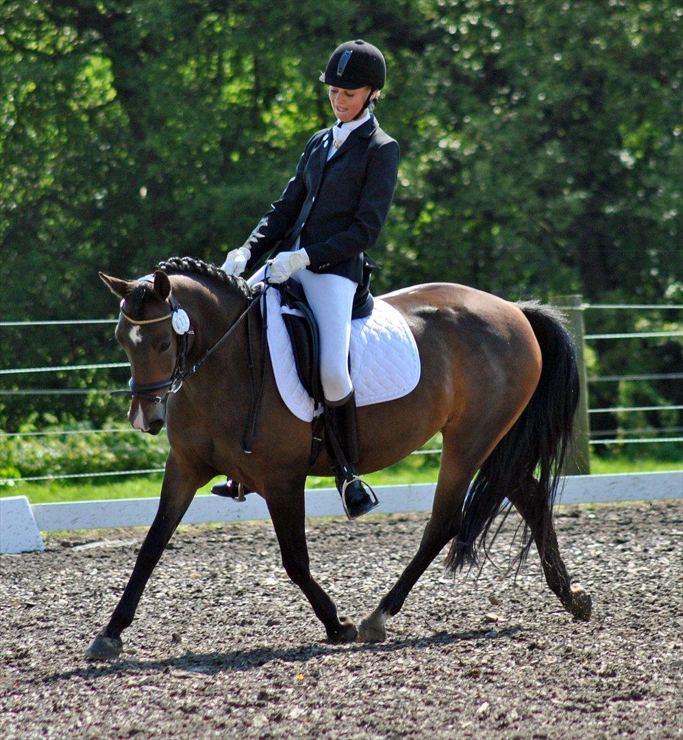 Anden særlig race Troldegårdens Bailey  - Bailey <3 
Stævne på Bels LB3 :-)  billede 2