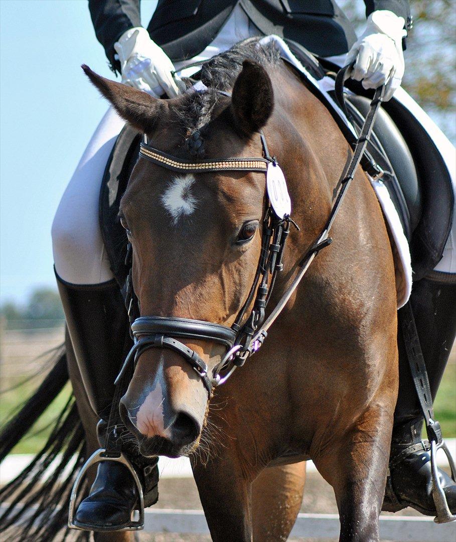 Anden særlig race Troldegårdens Bailey  - Smukke Bailey <3 billede 3