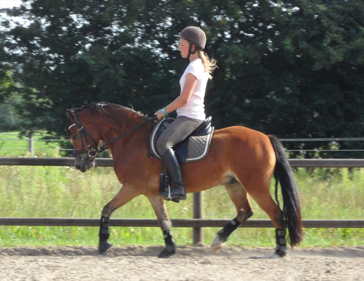 Welsh Pony (sec B) Rughaven Chivas - Mig og Chivas billede 4