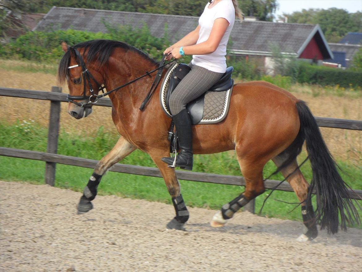 Welsh Pony (sec B) Rughaven Chivas - Mig og Chivas billede 5