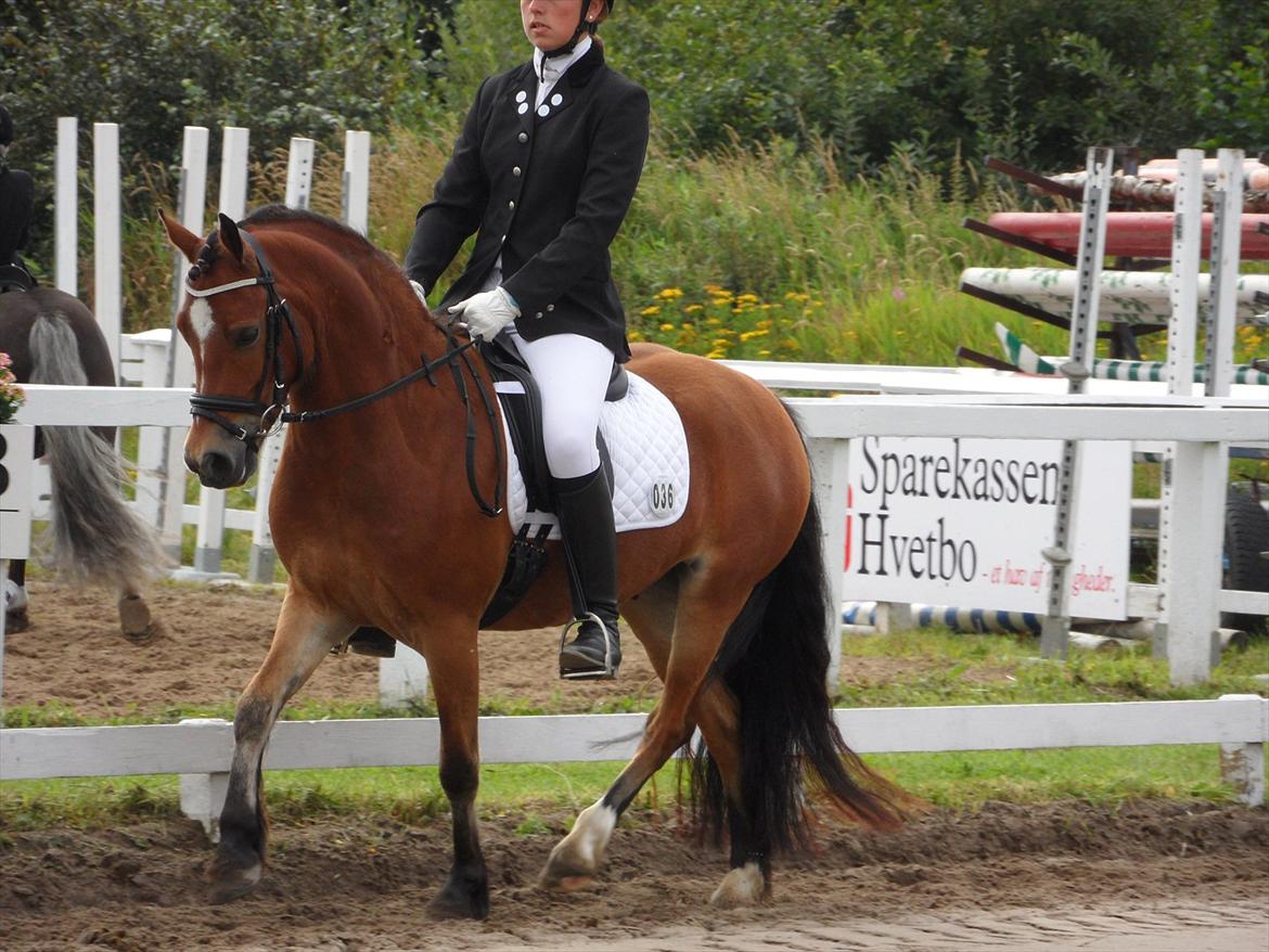 Welsh Pony (sec B) Rughaven Chivas - MIg og Chivas til stævne billede 6