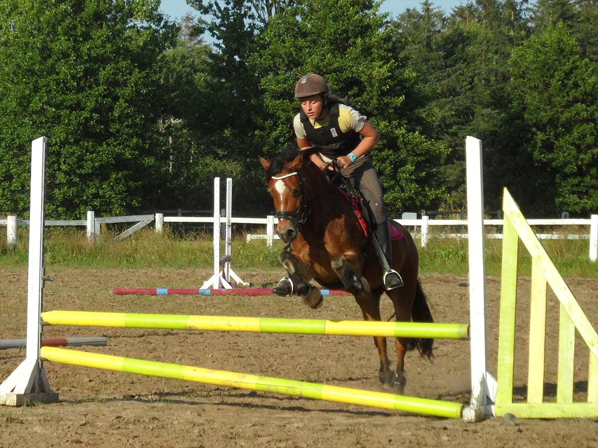 Welsh Pony (sec B) Rughaven Chivas - Mig og Chivas til springundervisning billede 7