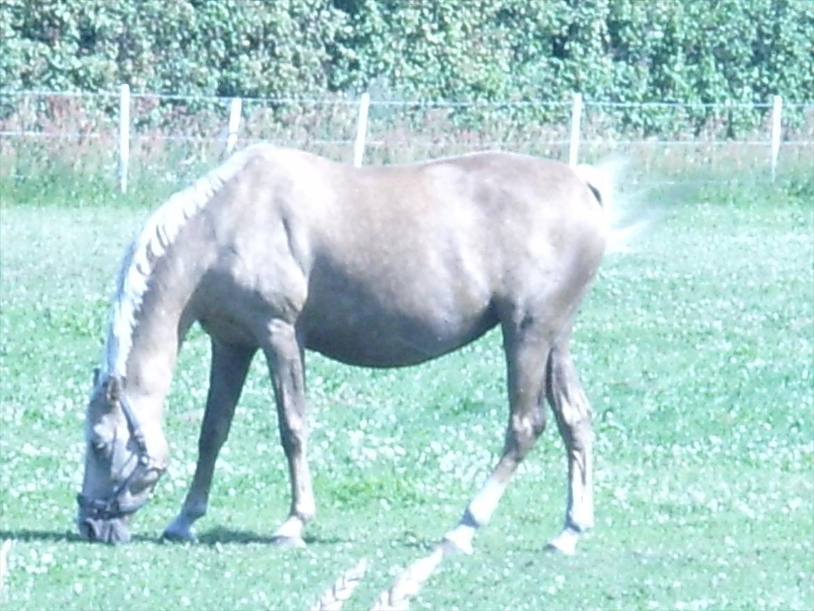 Palomino Barbi Gold billede 1