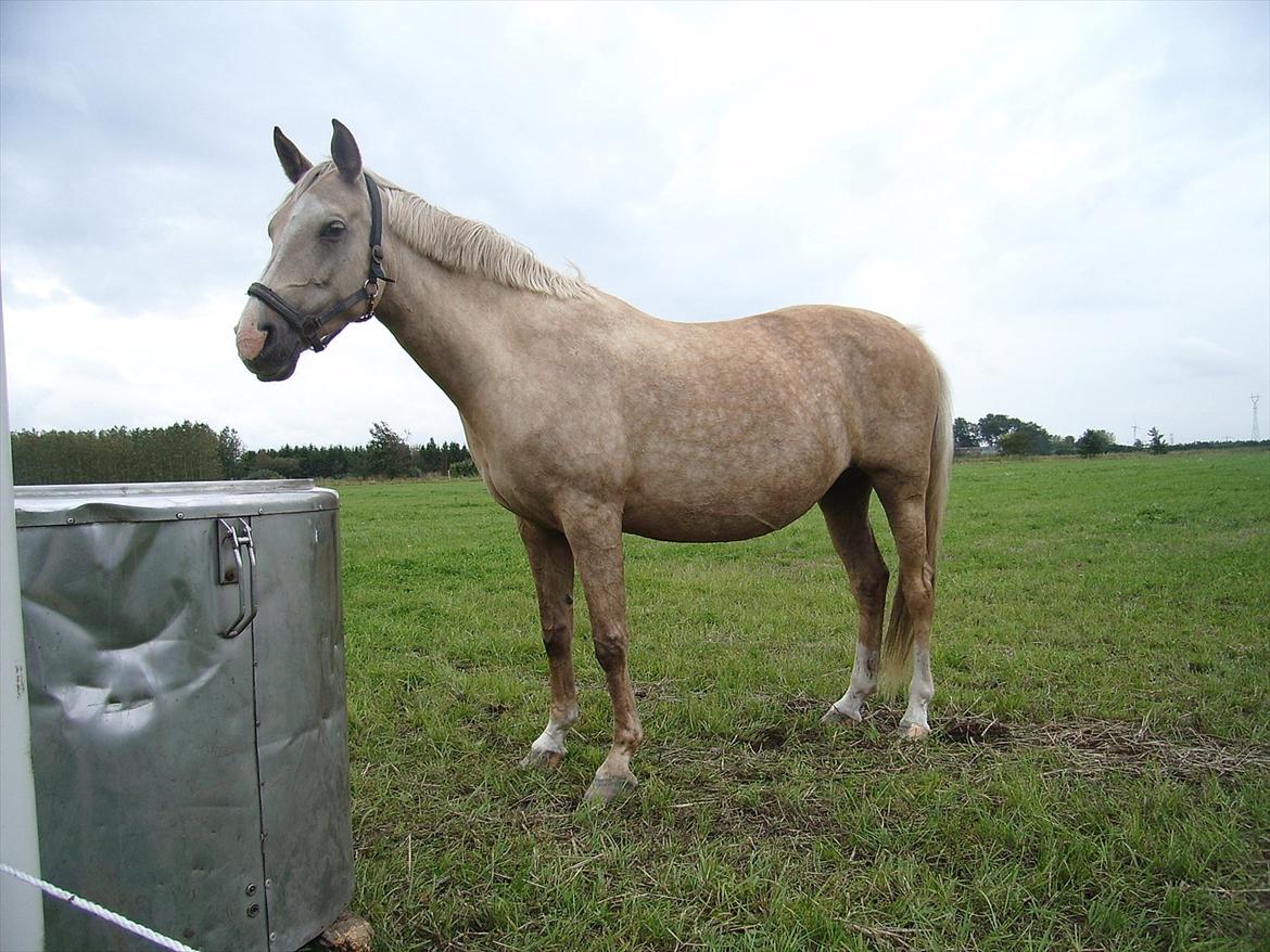 Palomino Barbi Gold billede 2