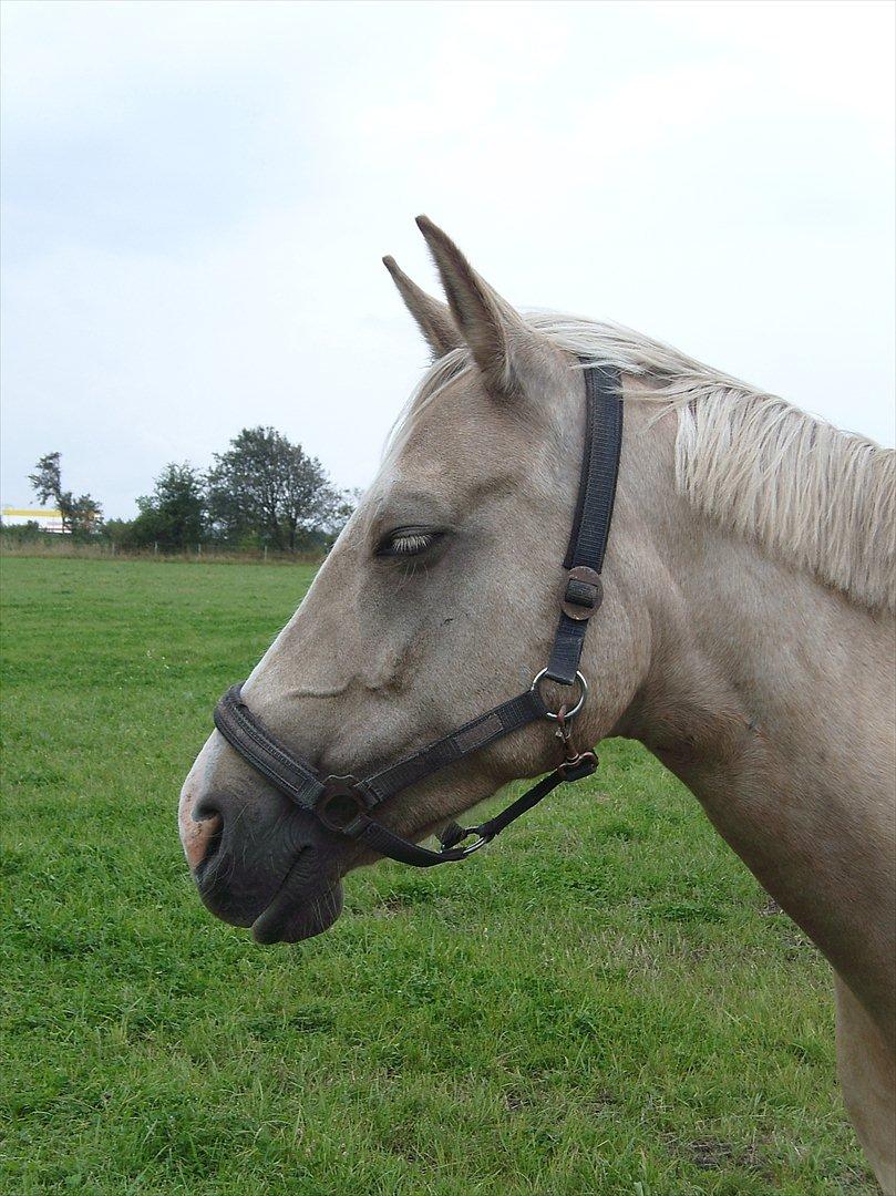 Palomino Barbi Gold billede 3