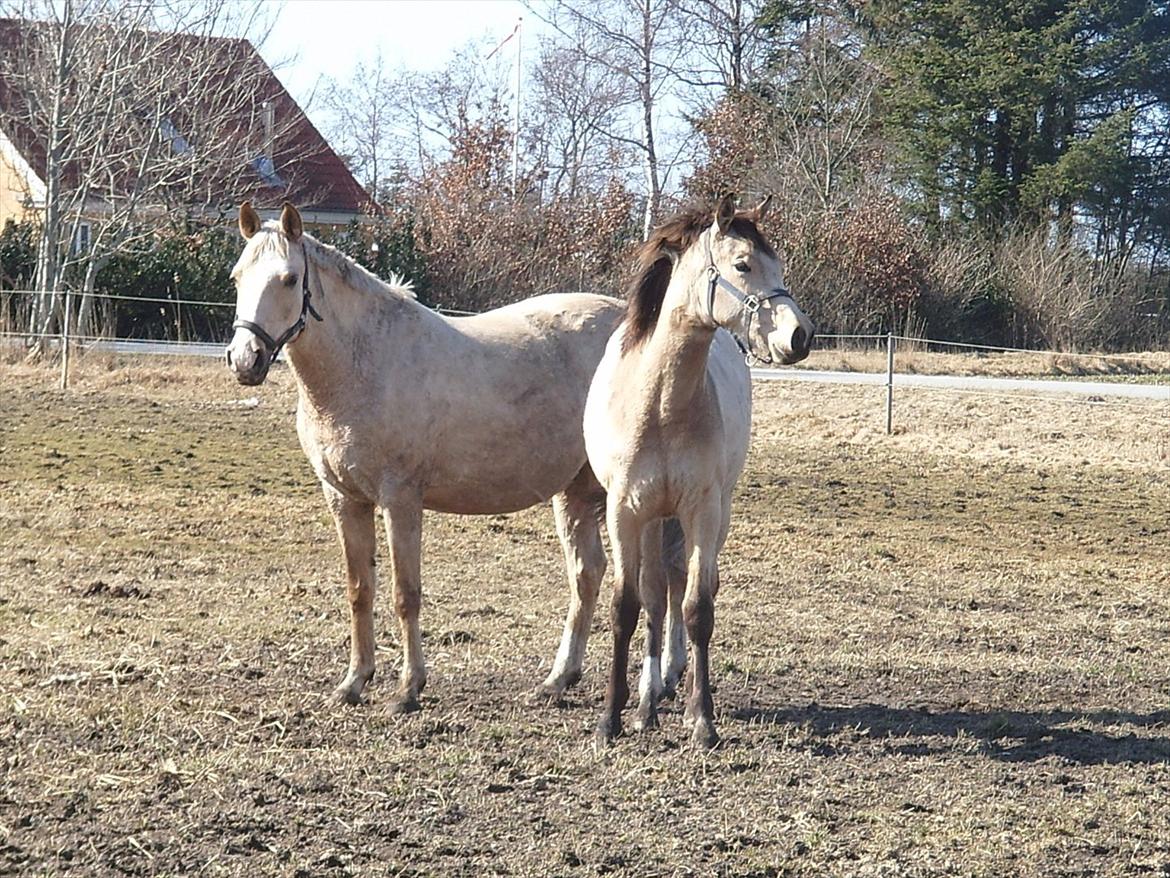 Palomino Barbi Gold billede 4
