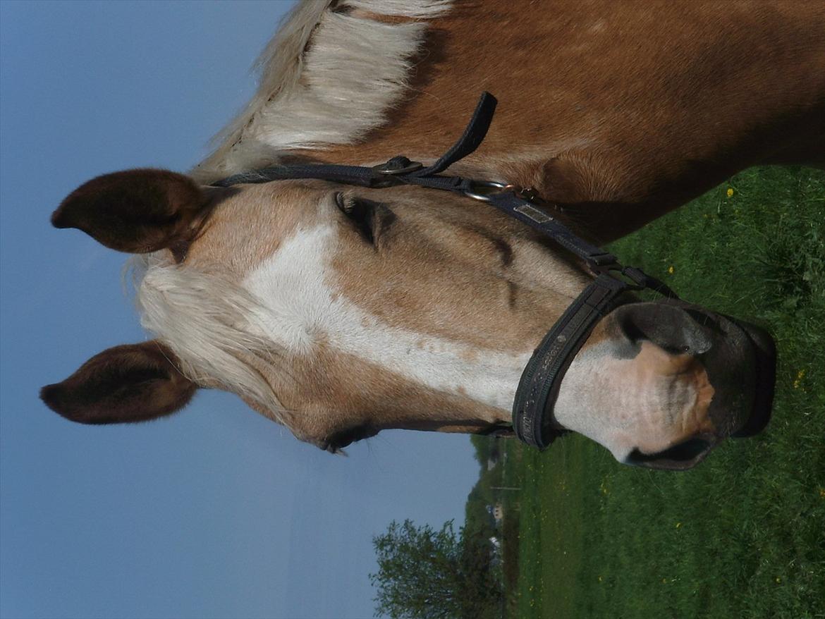 Palomino Barbi Gold billede 5