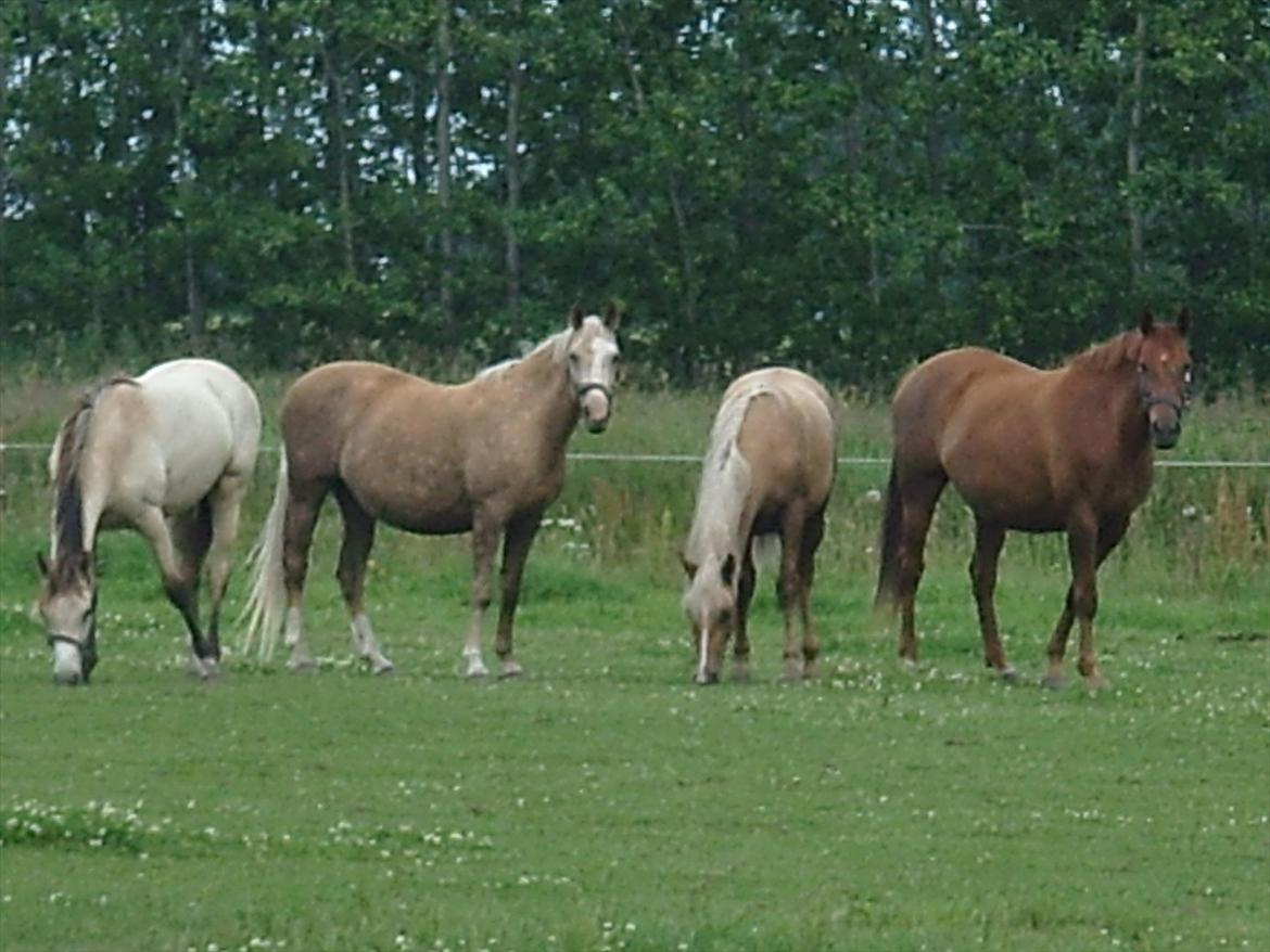 Palomino Barbi Gold billede 6