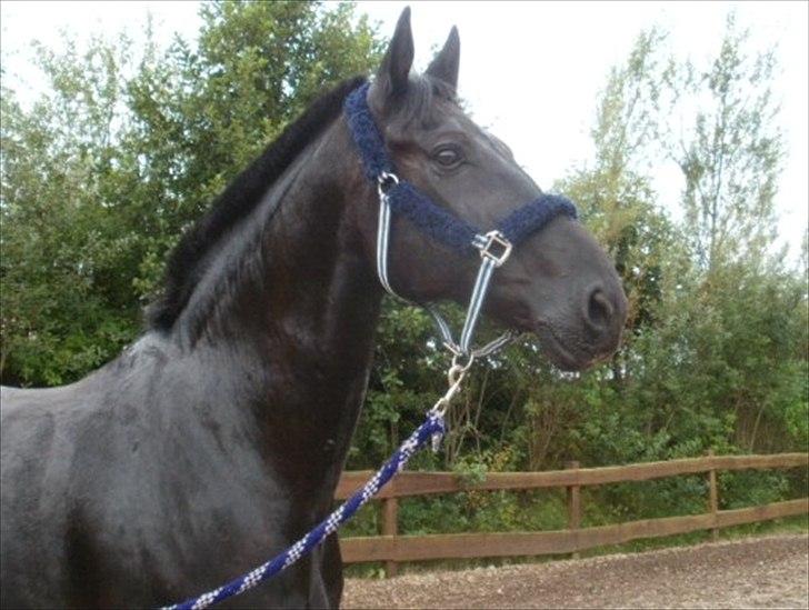 Anden særlig race Charmeur - Velkommen til "Prins Charming's" profil :) billede 1