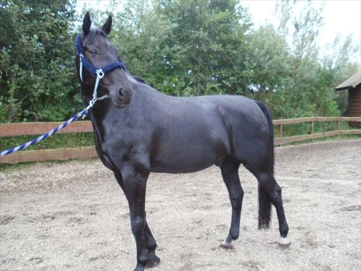 Anden særlig race Charmeur billede 2