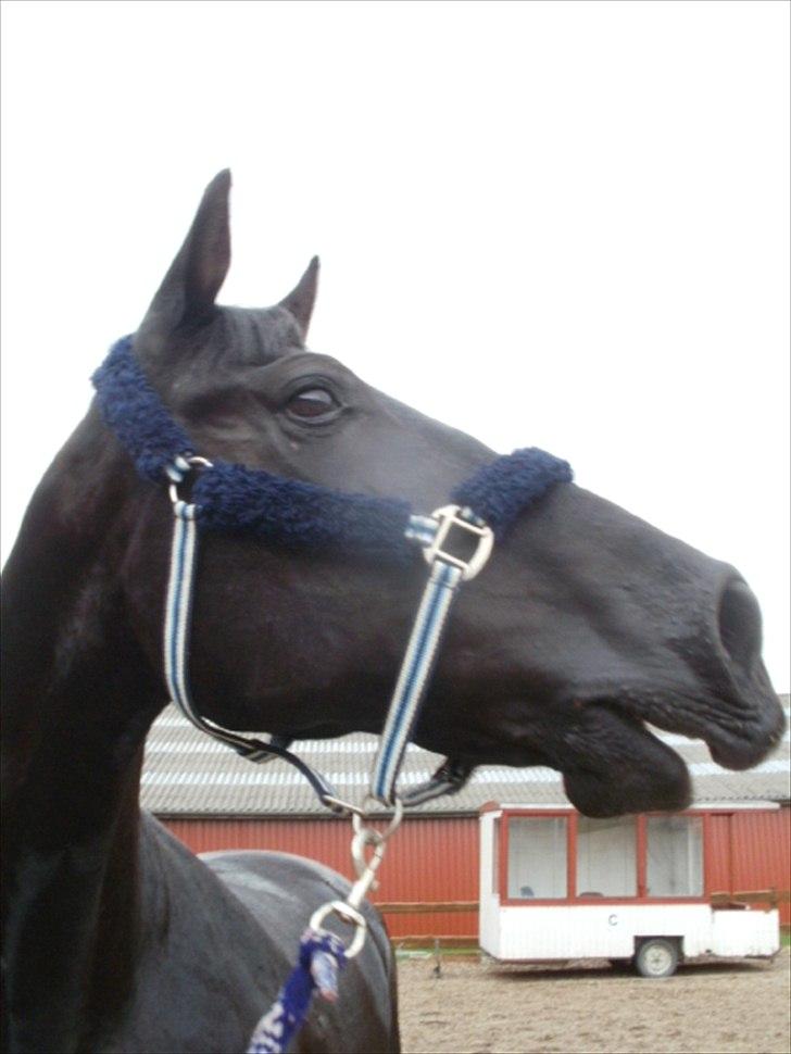 Anden særlig race Charmeur billede 4