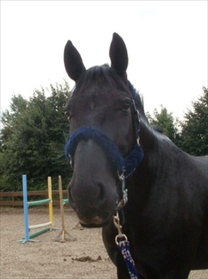 Anden særlig race Charmeur billede 5