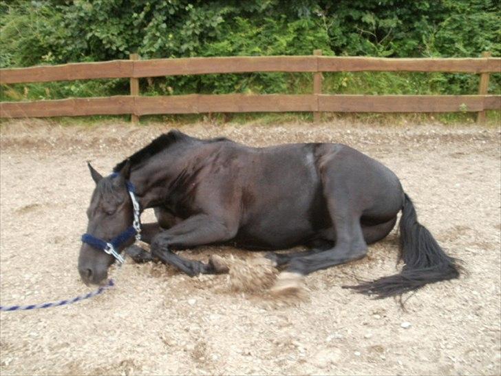 Anden særlig race Charmeur - "Rulle"Rulle"Rulle" billede 6