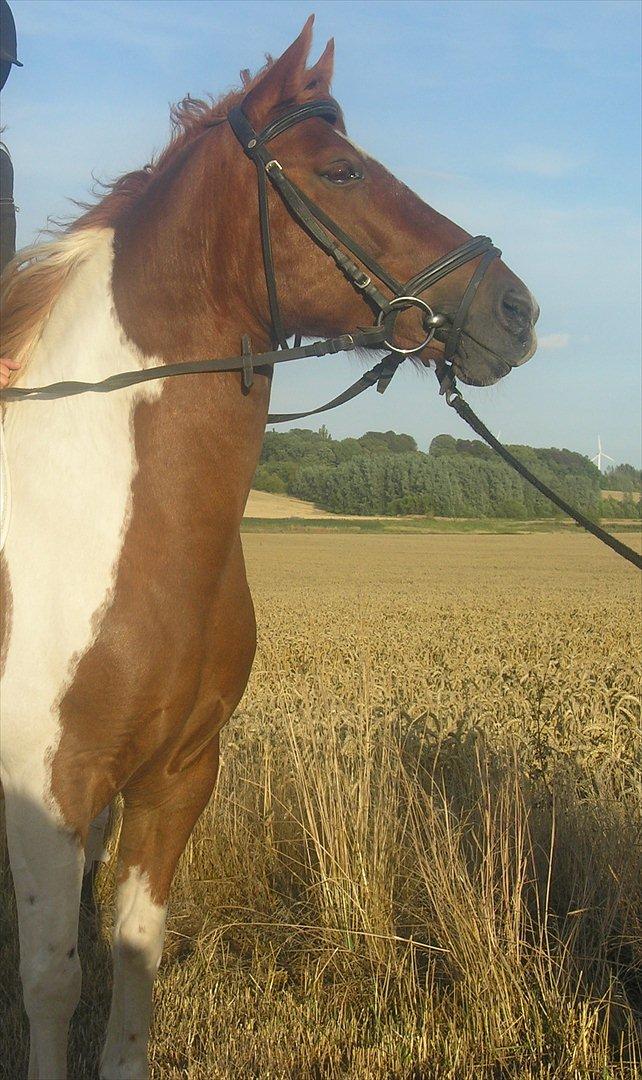 Anden særlig race indi *EFTERLYST* - Velkommen til indi's profil :) et af de sidste bileder af ham :'( billede 1