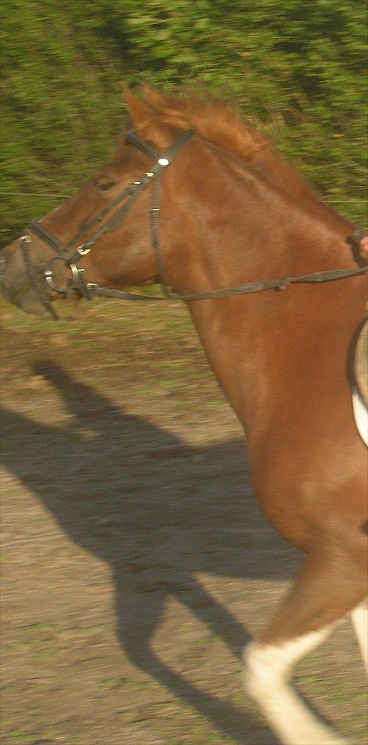 Anden særlig race indi *EFTERLYST* billede 11