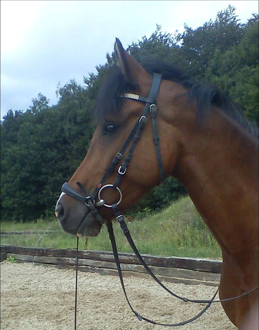 New Forest Nubbi M  billede 1