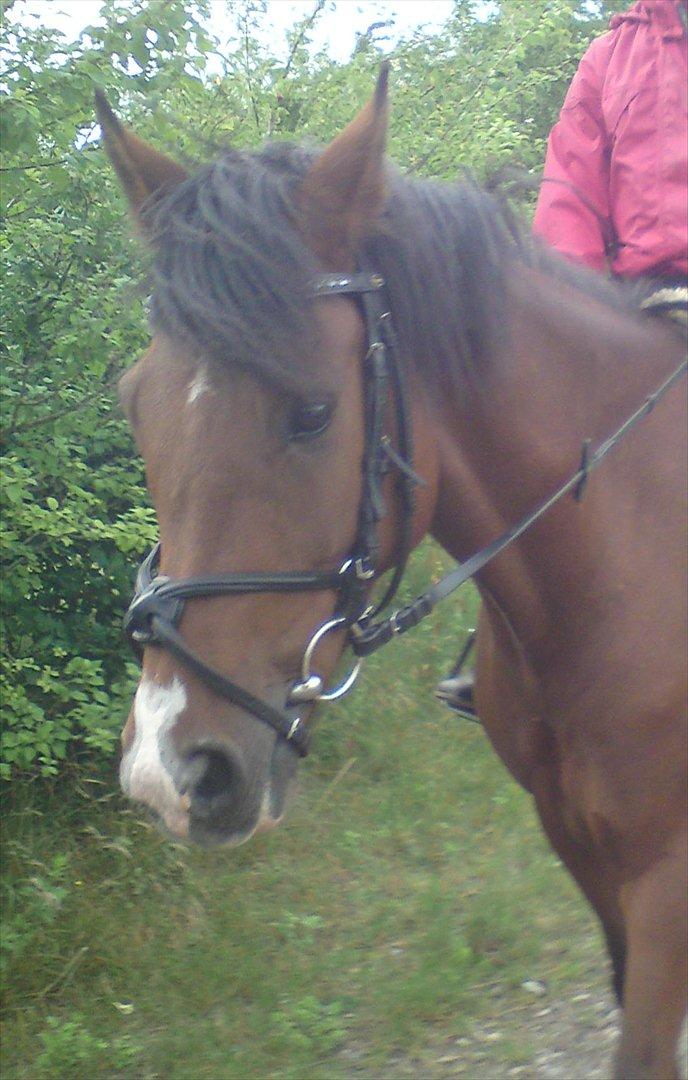 New Forest Nubbi M  billede 3