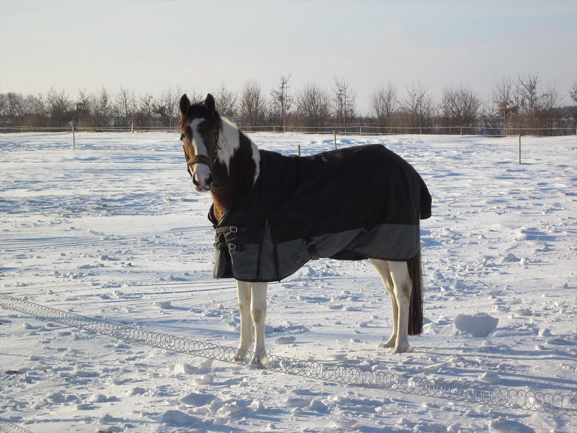 Pinto Jasmin billede 13