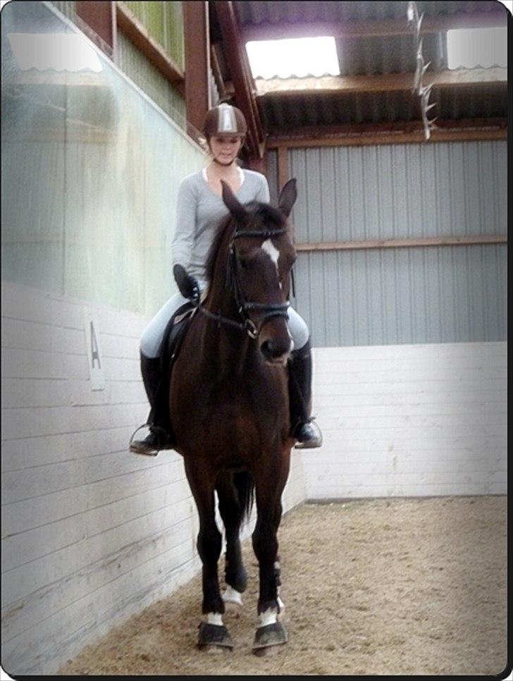 Dansk Varmblod Asmira - Så øver vi noget dressur endnu en gang :D billede 5