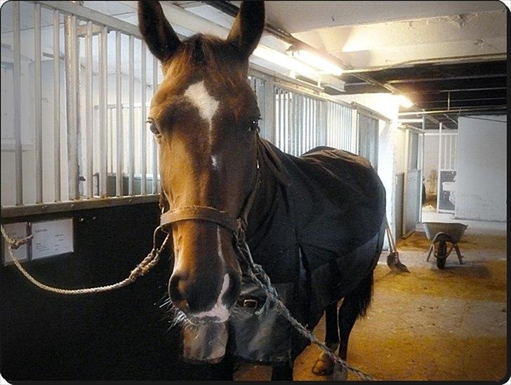 Dansk Varmblod Asmira - Et sødt staldbillede (': billede 13