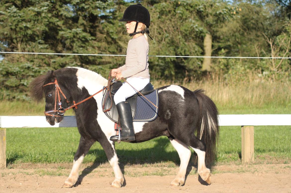 Anden særlig race Shetter *Fernando* - Træning op til første stævne ;) billede 16