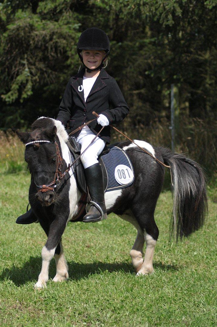Anden særlig race Shetter *Fernando* - Tilfreds efter man har redet sit program så flot.

Fik en 9plads i ISH(Prins & Prinsesser) billede 17