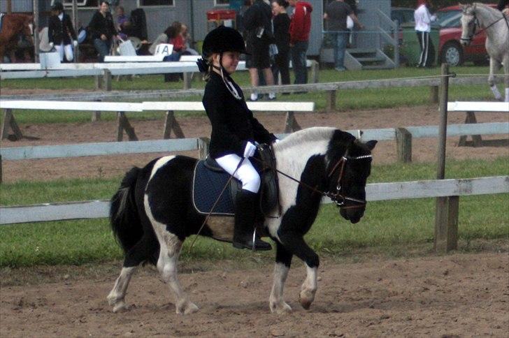 Anden særlig race Shetter *Fernando* - Dette billede fik en flot 7 Plads i Flotteste stævnebillede i ISH Marts 2012 billede 18