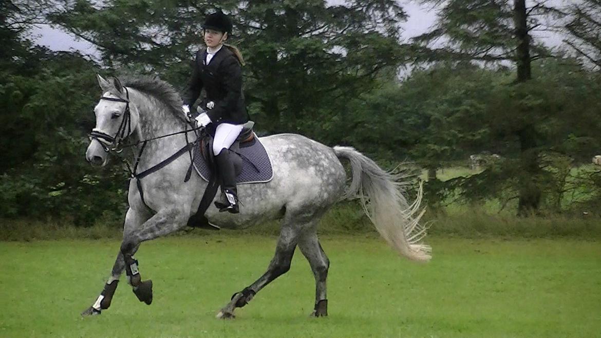 Dansk Varmblod Artimis A' Fenris - Vores første springstævne trk LD & LC 2x 2.plads billede 1