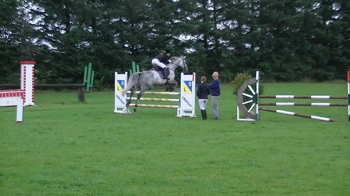 Dansk Varmblod Artimis A' Fenris - Vores første springstævne trk LD & LC 2x 2.plads billede 15