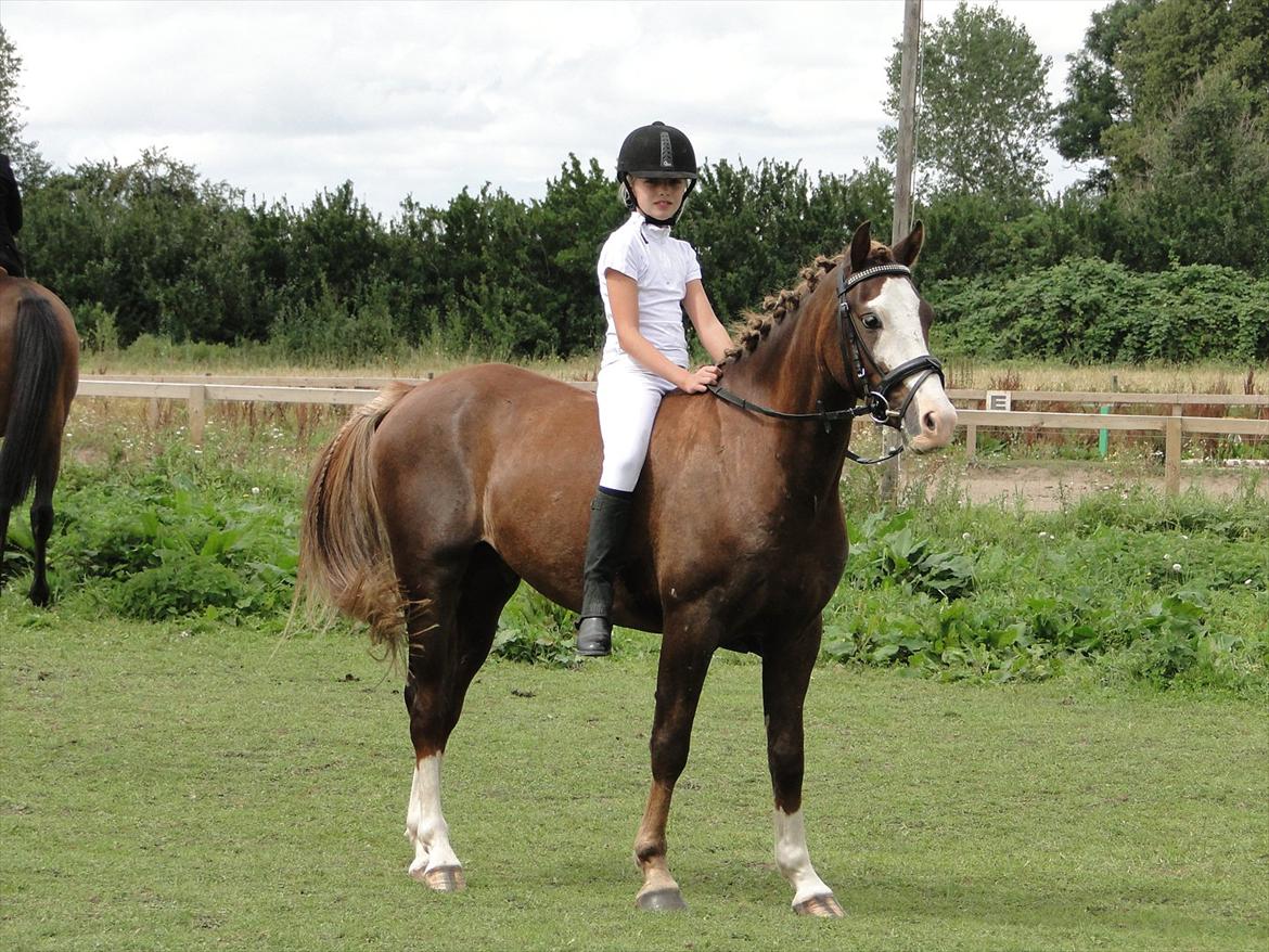 Tysk Sportspony Pablo - Veloverstået ridt, glad pony og rytter billede 12