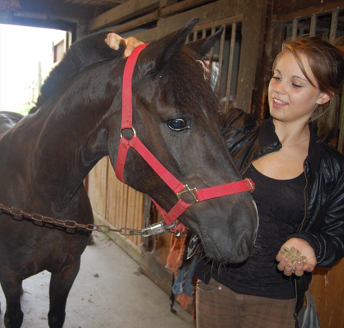 Hollandsk Sportspony Lady Black - 9) *NYT*jeg elsker den pony!<3
foto: julie rajcman<3 billede 9