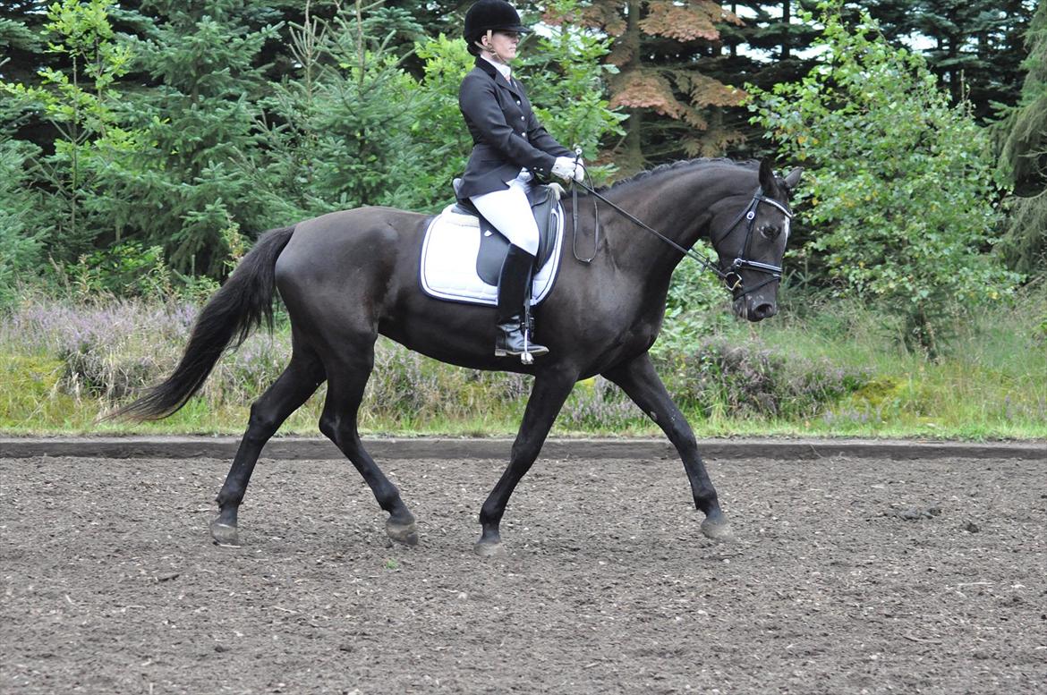 Oldenborg Schooting Star | DRØMMEHESTEN | R.I.P ):<3 - 2: Stævne i haderup D.27.august/2011
Fotograf : Heidi Jensen billede 2