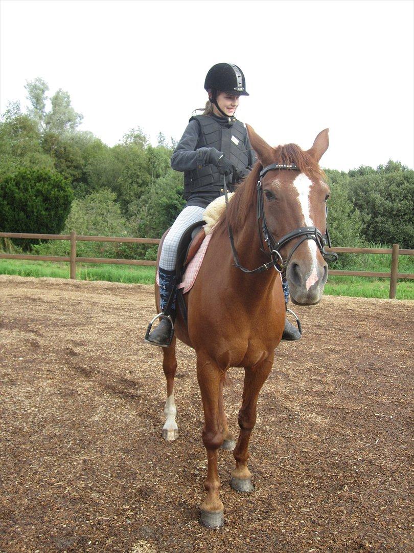 Hollandsk Varmblod | Lariemke | billede 16