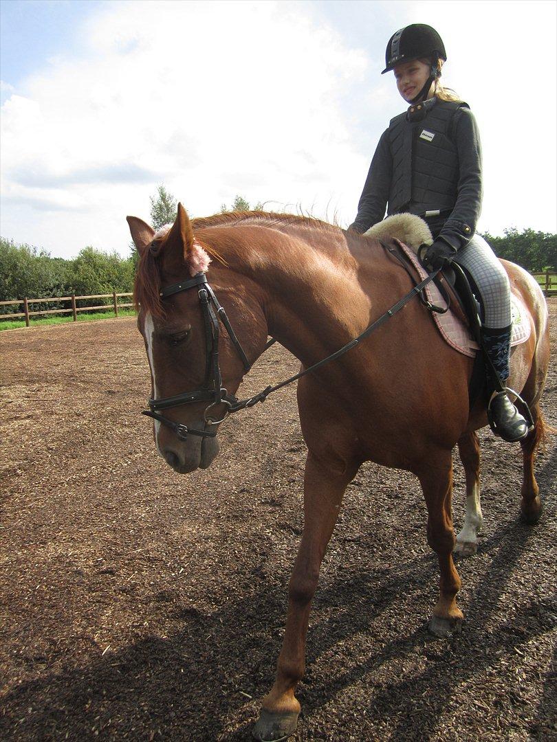 Hollandsk Varmblod | Lariemke | billede 17