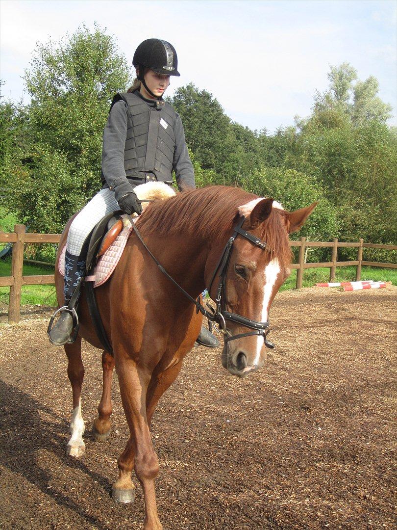 Hollandsk Varmblod | Lariemke | billede 18